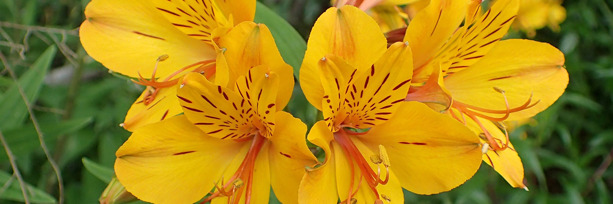 Peruvian Lily